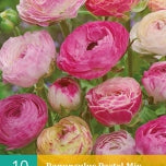 Pastel Mix – Persian Buttercup Ranunculus Corms Bulbs Persian Buttercup Growing Bonsai Roots Rhizomes Tubers Potted Planting Reblooming Fragrant Garden Species Blooms Flower Seeds Plant Gardening