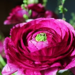 Purple Ranunculus  Corms Bulbs Growing Bonsai Roots Rhizomes Tubers Potted Planting Reblooming Fragrant Garden Species Blooms Flower Seeds Plant Gardening