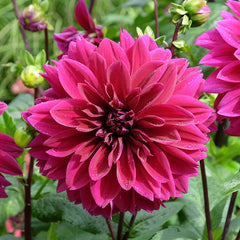 Bold Trio Dahlia Collection