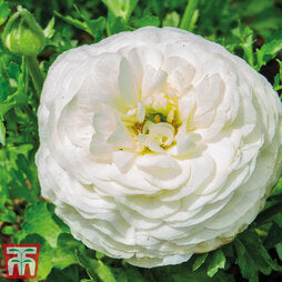 White Ranunculus Bulbs Corms Growing Bonsai Roots Rhizomes Tubers Potted Planting Reblooming Fragrant Garden Species Blooms Flower Seeds Plant Gardening