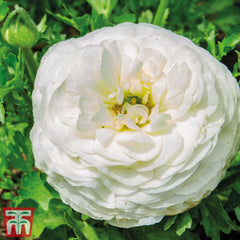 White Ranunculus Bulbs Corms Growing Bonsai Roots Rhizomes Tubers Potted Planting Reblooming Fragrant Garden Species Blooms Flower Seeds Plant Gardening