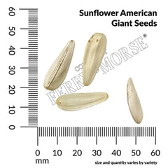 Sunflower, American Giant Hybrid Seeds, 1.8g