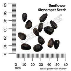 Sunflower, Skyscraper Seeds, 5.3g