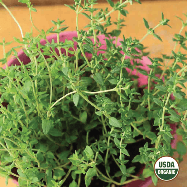 Thyme Organic Seeds, 400mg