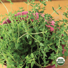 Thyme Organic Seeds, 400mg