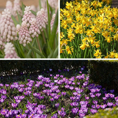 Tiny Dancers Bulb Collection