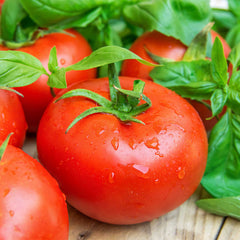 Tomato Seeds - Ace 55