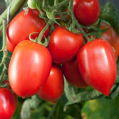 Tomato Seeds - Amish Paste