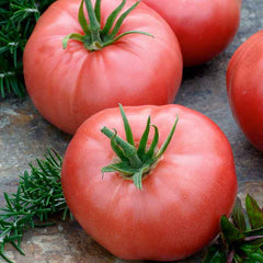 Tomato Seeds - Brandywine Pink