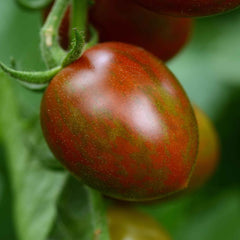 Tomato Seeds - Chocolate Sprinkles