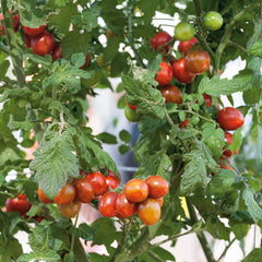 Tomato Seeds - Chocolate Sprinkles