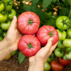 Tomato Seeds - Delicious