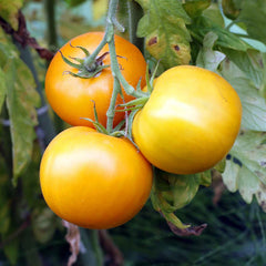 Tomato Seeds - Golden Jubilee