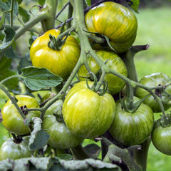 Tomato Seeds - Green Zebra