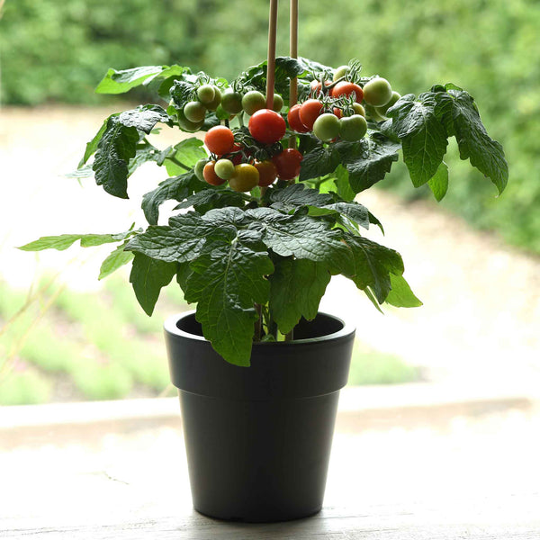 Tomato Seeds - Kitchen Minis™ 'Siam'