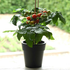 Tomato Seeds - Kitchen Minis™ 'Siam'