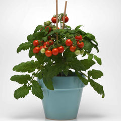 Tomato Seeds - Kitchen Minis™ 'Siam'