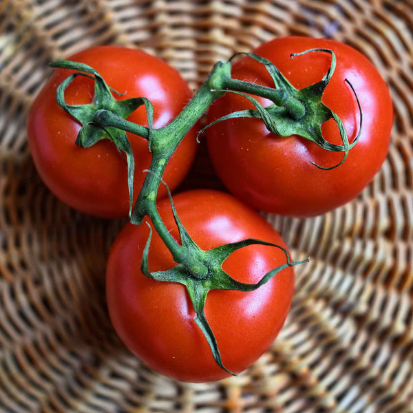 Tomato Seeds (Organic) - Floradade