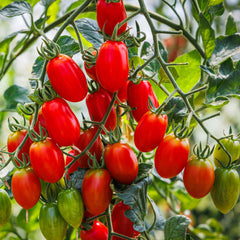 Tomato Seeds (Organic) - Roma