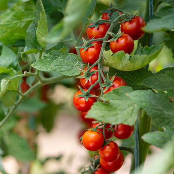 Tomato Seeds (Organic) - Small Red Cherry
