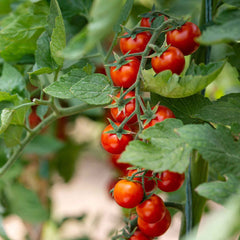 Tomato Seeds (Organic) - Small Red Cherry
