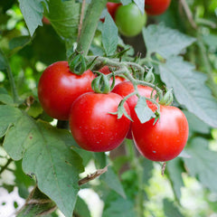 Tomato Seeds - Red Cherry - Large