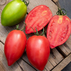 Tomato Seeds - Rugby F1