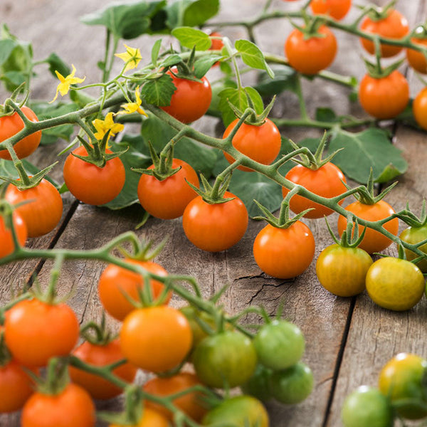 Tomato Seeds - Sungold