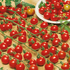 Tomato Seeds - Supersweet 100