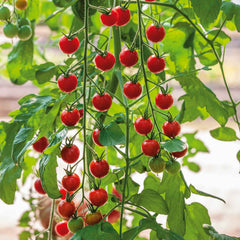Tomato Seeds - Supersweet 100