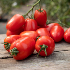 Tomato Seeds - Trutti-Fruiit Paprika F1