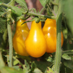 Tomato Seeds - Yellow Pear