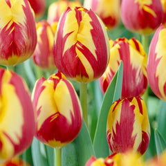 Helmar Triumph Tulip