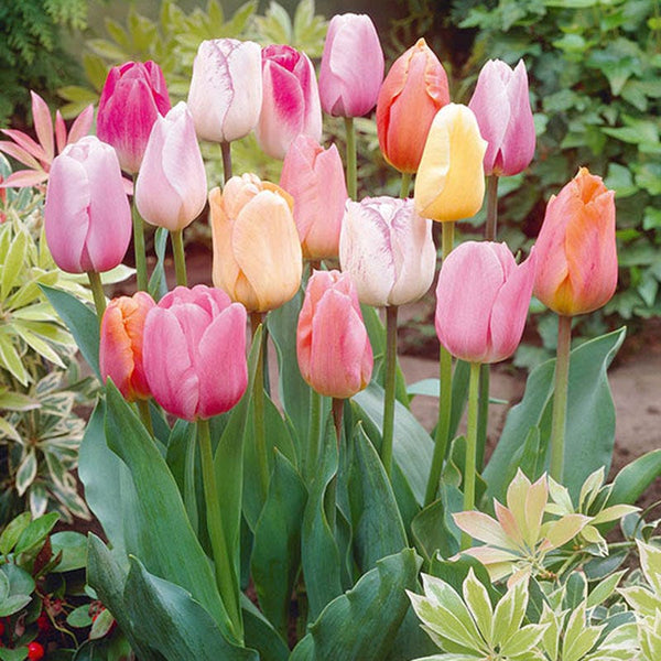 Easter Joy Triumph Tulip Mix