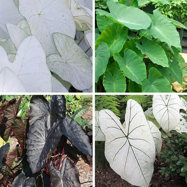 Tropicalismo Shade Bulb Collection