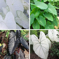 Tropicalismo Shade Bulb Collection
