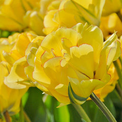 Akebono Darwin Tulip