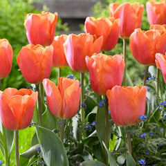 Sunshine Tulip Flower Bulb Collection