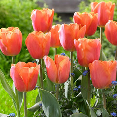 Jimmy Triumph Tulip
