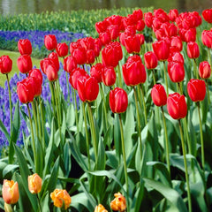 Parade Darwin Tulip