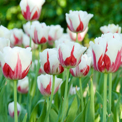 World Expression Single Late Tulip