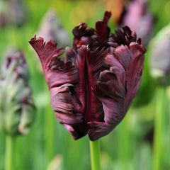 Plum Perfect Bulb Collection