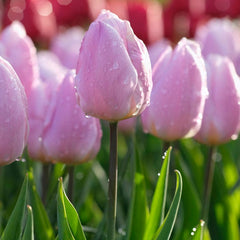Candy Prince Single Early Tulip