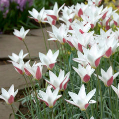 Peppermint Stick Tulip