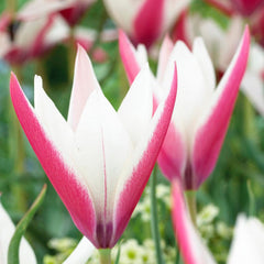 Naturalizing Wild Tulip Bulb Collection