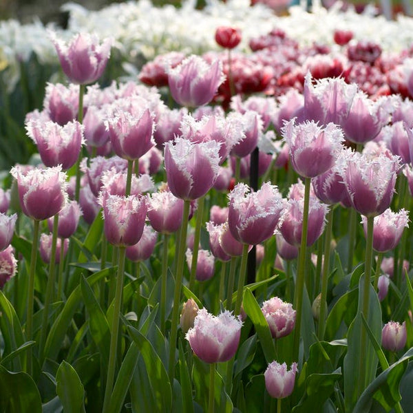 Cummins Tulip
