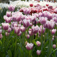 Cummins Tulip