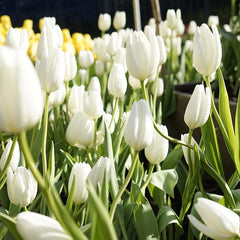 Hakuun Darwin Tulip