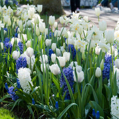 Hakuun Darwin Tulip