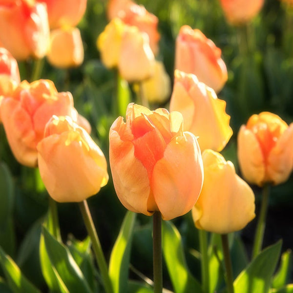 Daydream Darwin Tulip